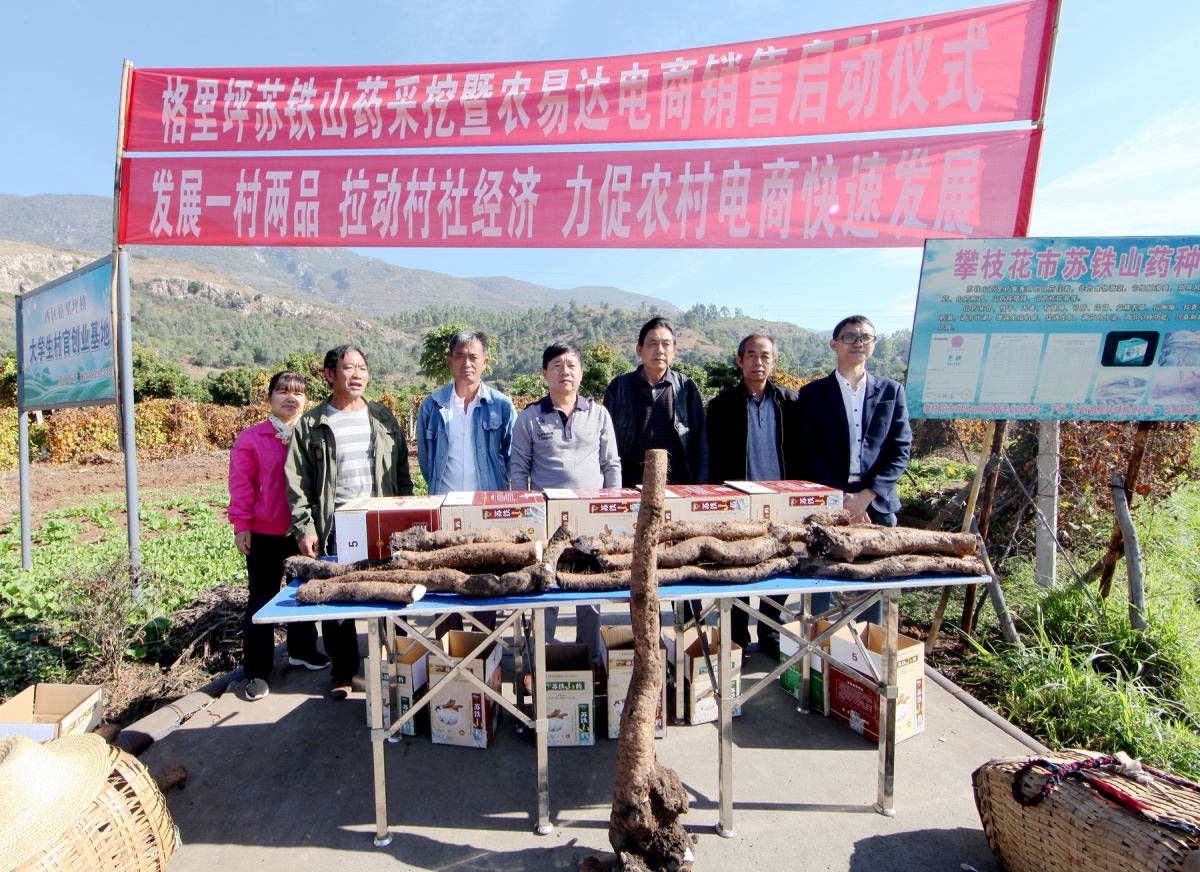 又大又糯的攀枝花苏铁山药上市啦！有一根重11公斤！