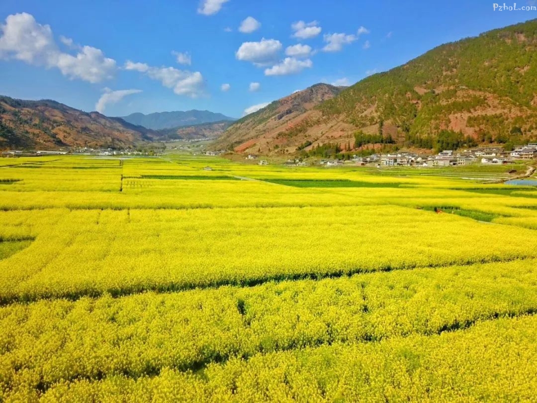 攀枝花最全赏花攻略在此....速速打卡