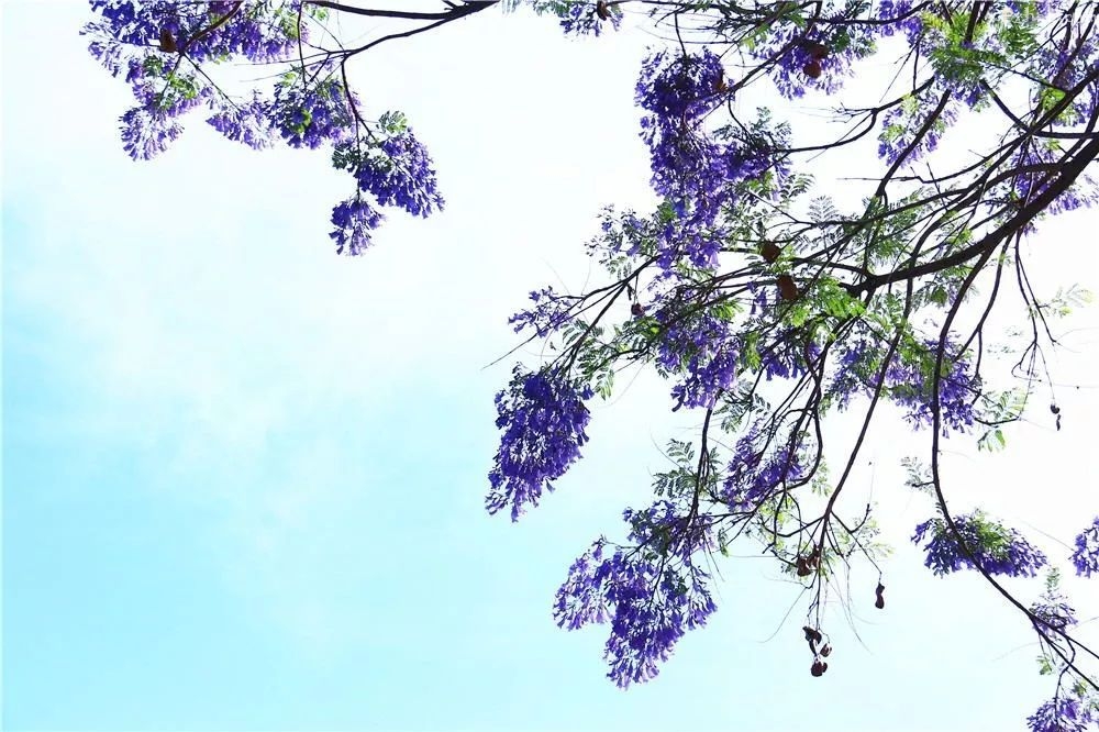 攀枝花最全赏花攻略在此....速速打卡