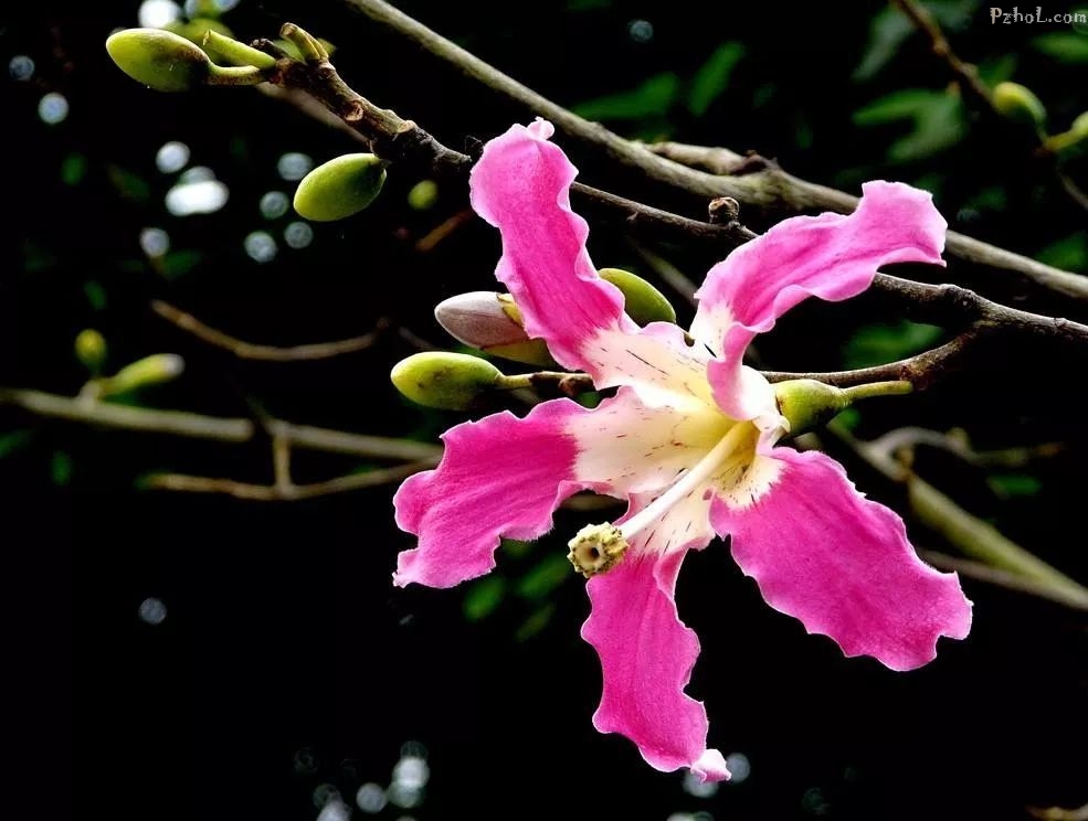 攀枝花最全赏花攻略在此....速速打卡