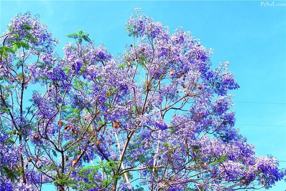 攀枝花最全赏花攻略在此....速速打卡