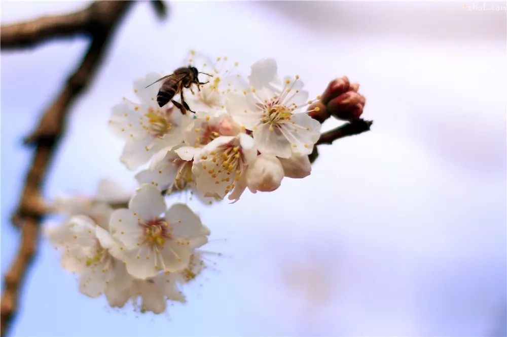 攀枝花最全赏花攻略在此....速速打卡
