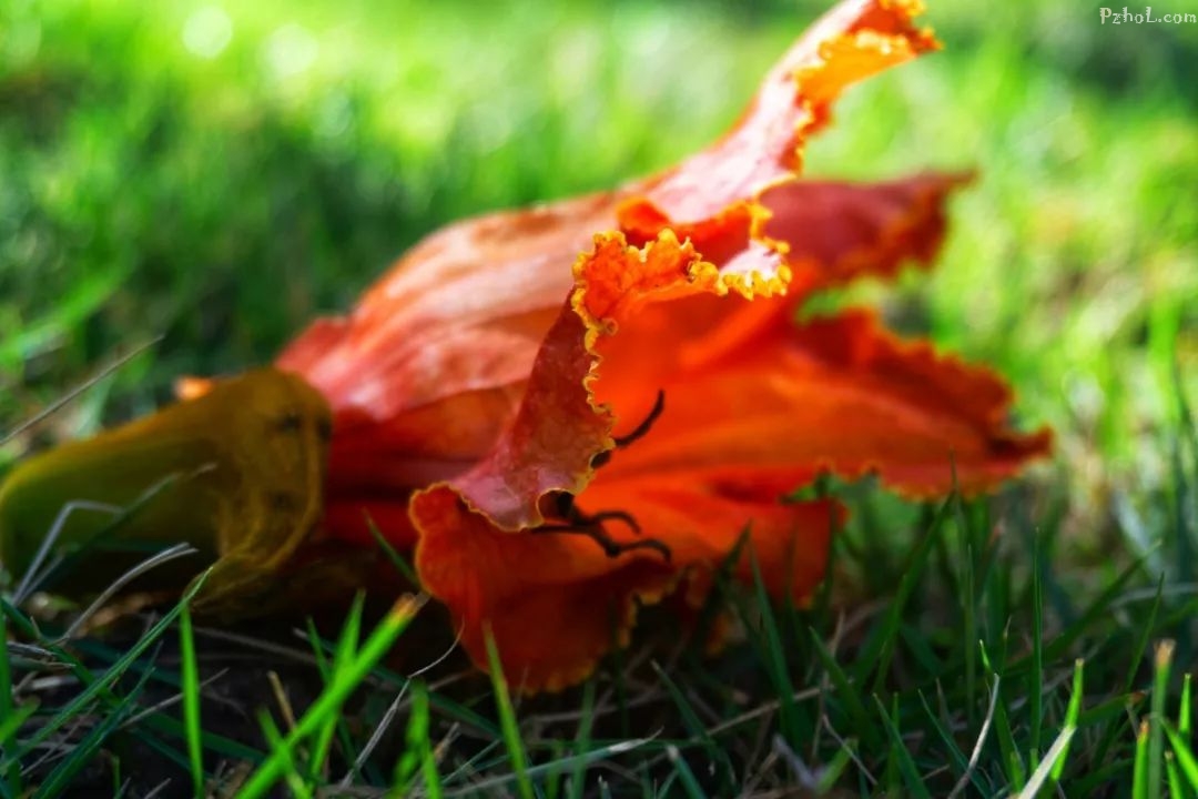 攀枝花最全赏花攻略在此....速速打卡