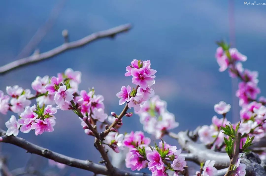 攀枝花最全赏花攻略在此....速速打卡