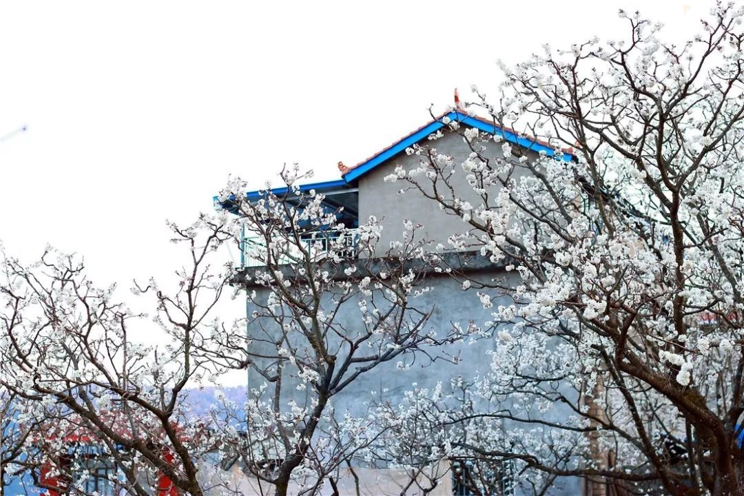 攀枝花最全赏花攻略在此....速速打卡