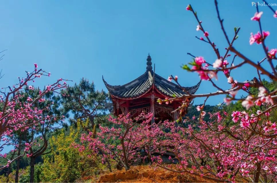 攀枝花最全赏花攻略在此....速速打卡