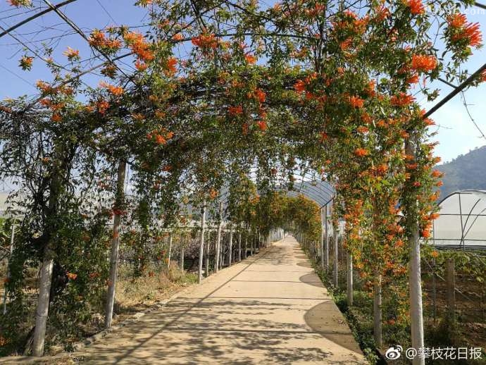 赏花好去处 撒莲镇禹王宫村