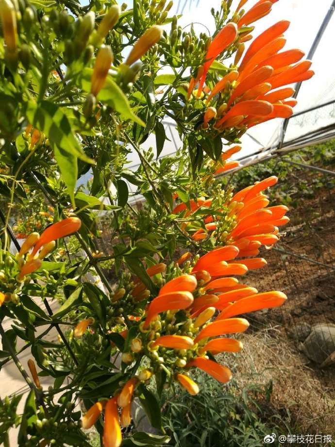 赏花好去处 撒莲镇禹王宫村