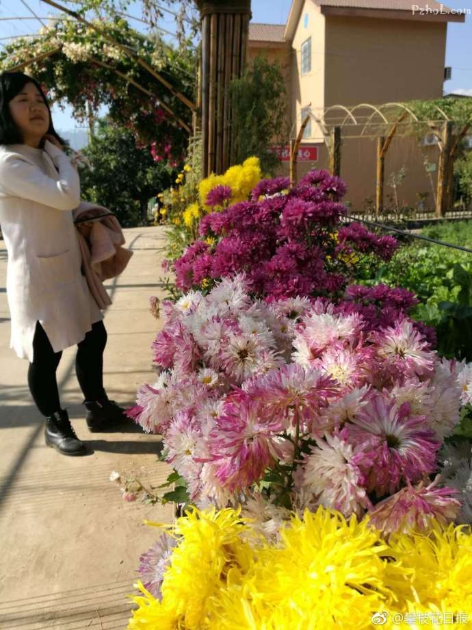 赏花好去处 撒莲镇禹王宫村