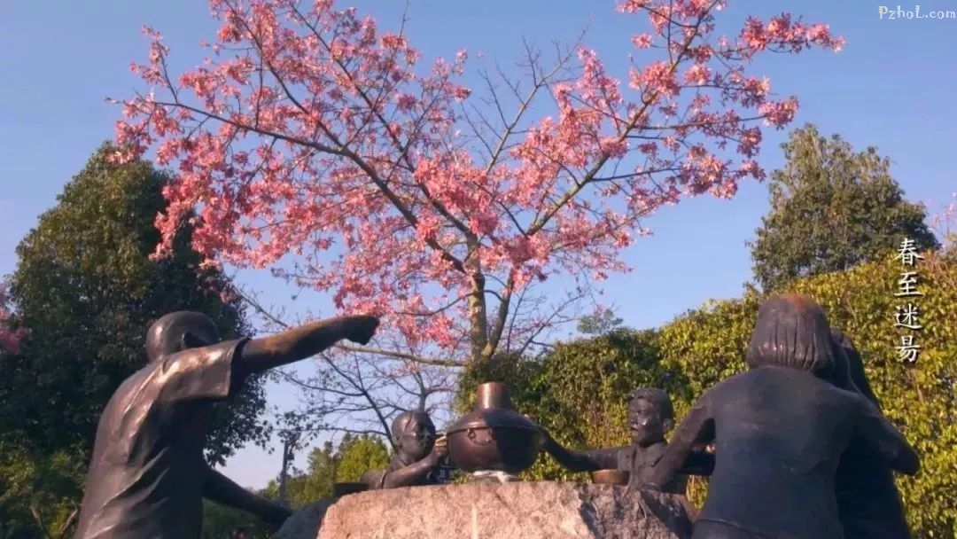 150秒超美视频！“三九”未过，攀枝花竟已春意满城！