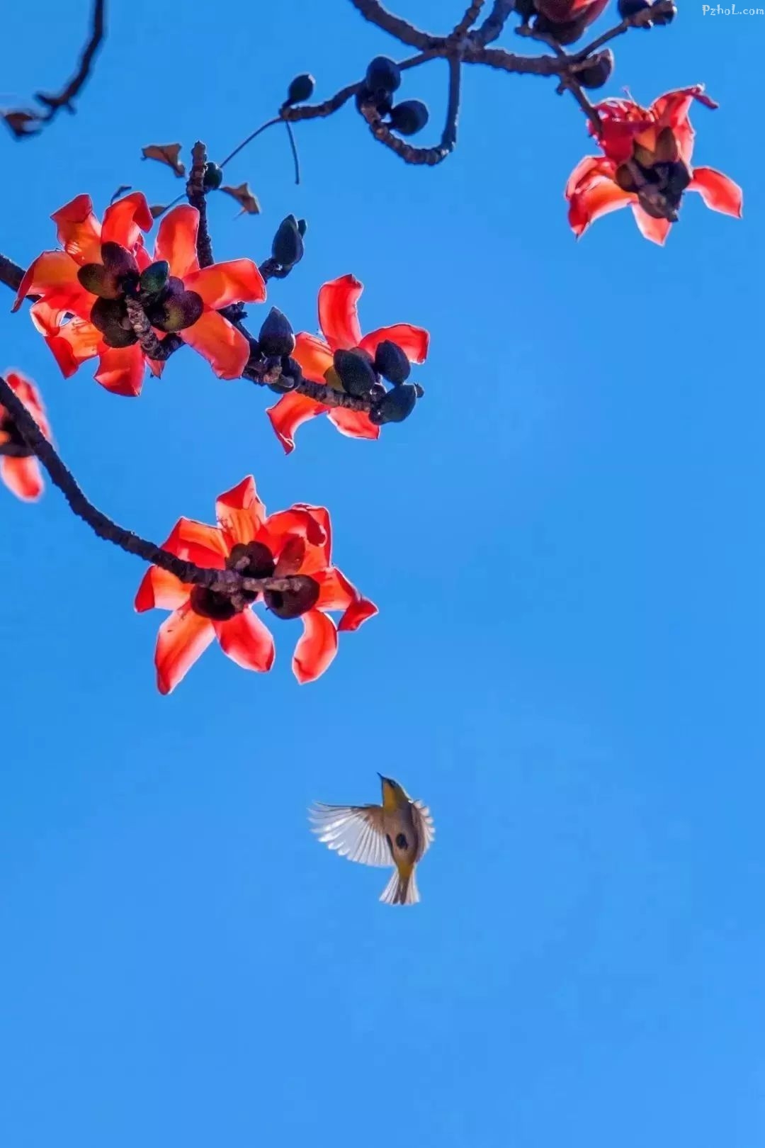 ,֦øϽȥ