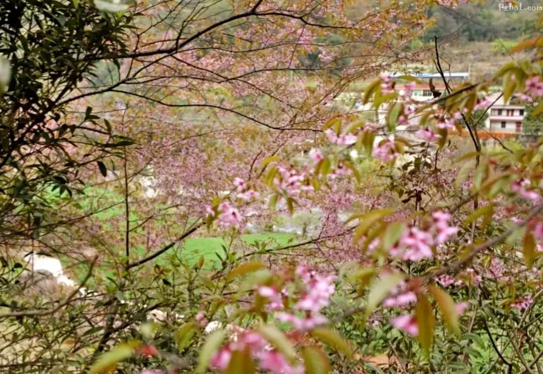 国胜大石房村樱花花海