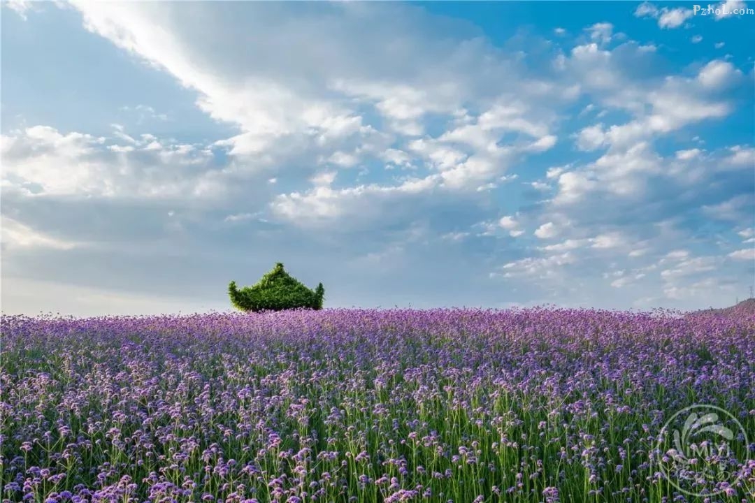 美炸眼球攀枝花这里惊现大片马鞭草花海