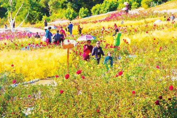 攀枝花“5115”工程