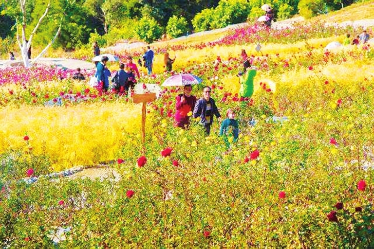 “5115”工程 加快建设国际阳光康养旅游目的地