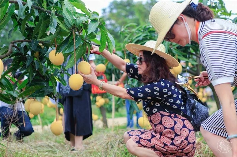 攀枝花芒果香飘世界