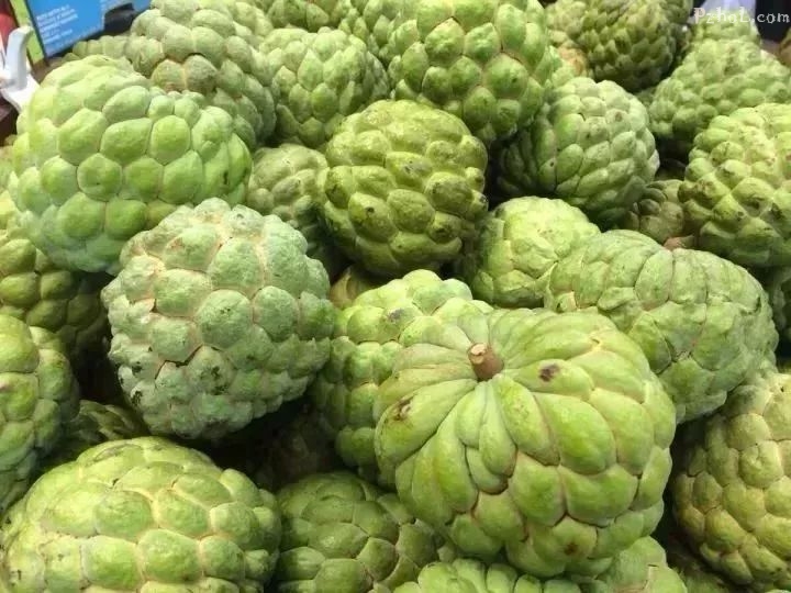 石 榴8月——10月