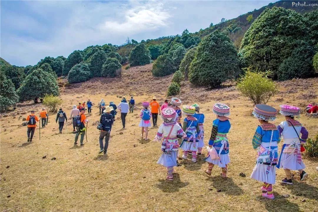 中央,省,市多家媒體聚焦 鹽邊縣紅寶苗族彝族鄉龍頭山,關於杜鵑花海的