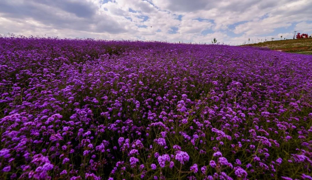 定了5月1日开园平地镇这片花海基地即将c位出道