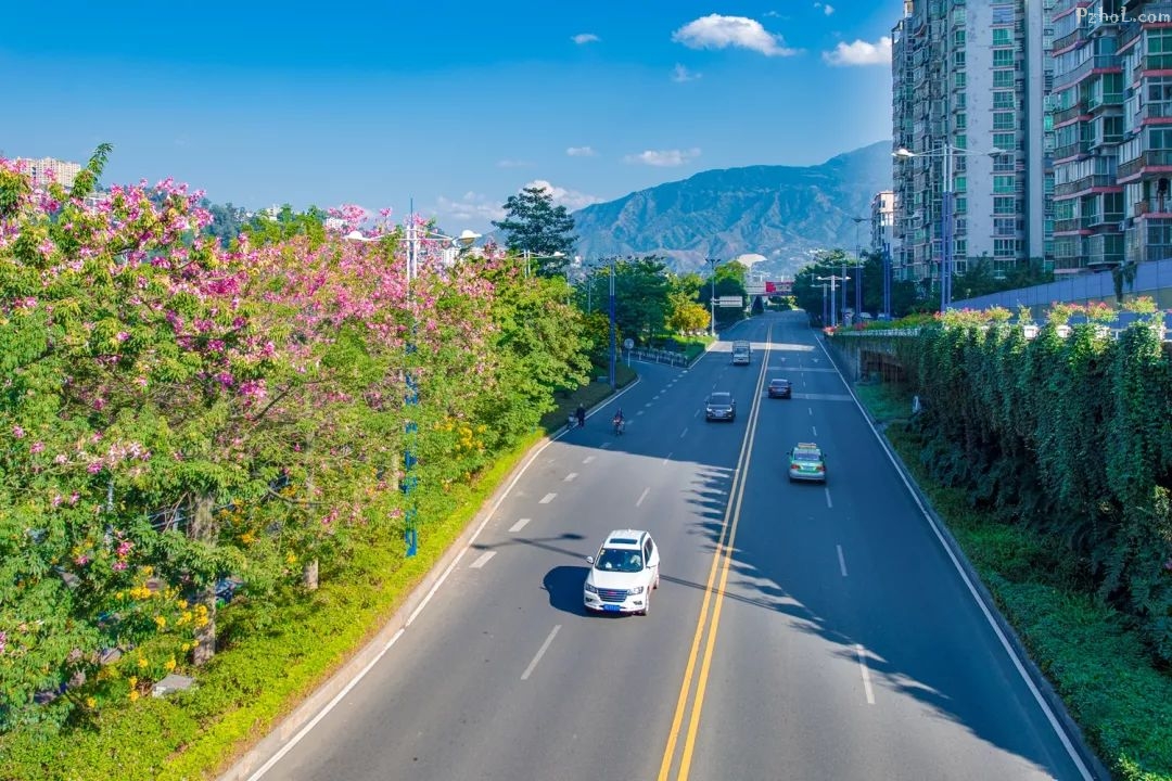 冬季依旧花满城攀枝花开启赏花模式的时间就是这么给力