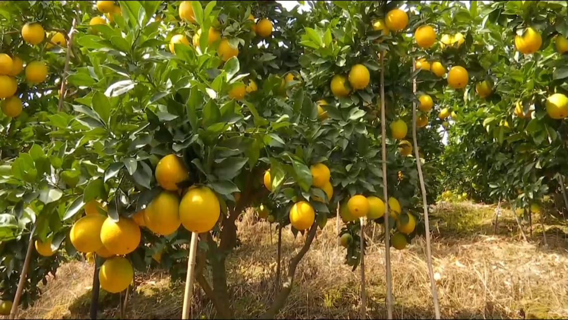 盐边益民乡"金果子"上市!销路大开,果农增收致富喜笑颜开