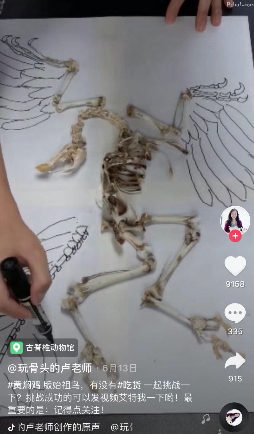 你是否想过:  中科院的研究员,  用平时吃剩的骨头,  带你走入恐龙