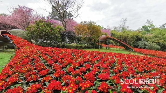 雲賞花|走進成都植物園 賞滿園春色