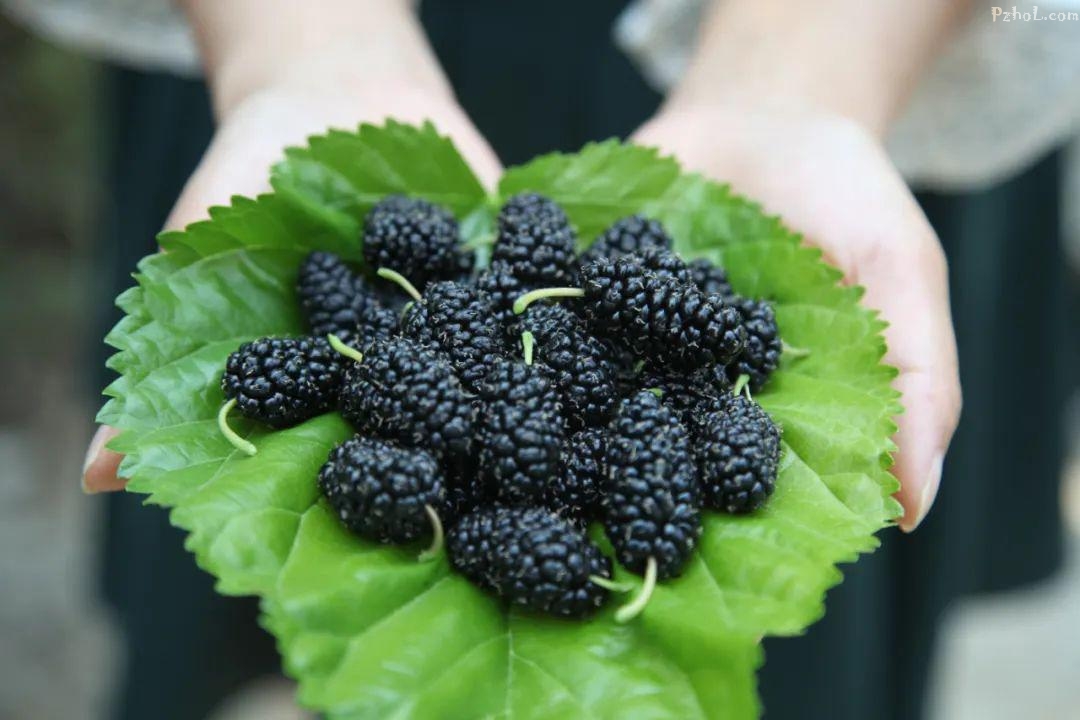 还有那一片惊艳的  红黑桑果