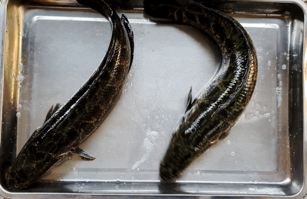 【4店通用】158元抢麻麻鱼府店内原价437元超值5人餐,可再享鱼吃一斤