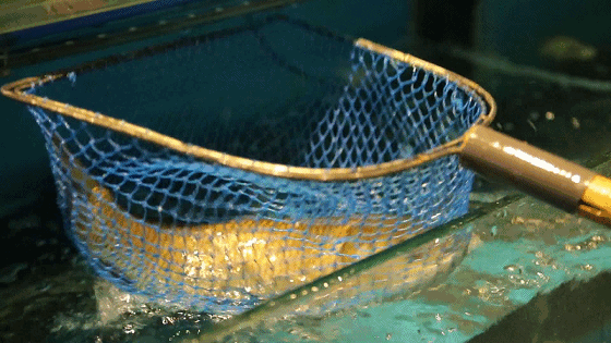 足斤足称 ●清爽环境用餐体验超舒心 他家的河鲜是食客现点 江鲶鱼,耗