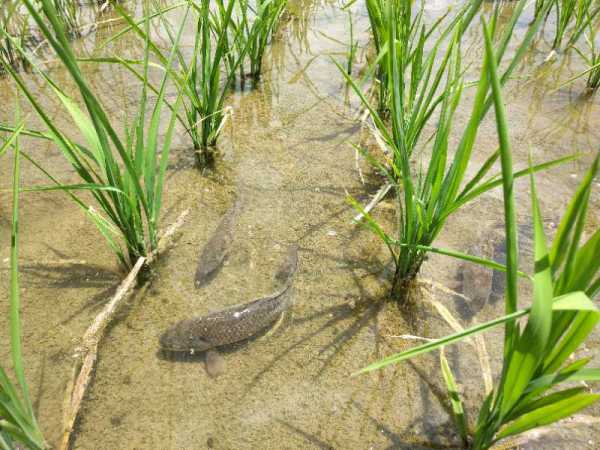 期待!仁和区啊喇乡千斤稻花鱼苗下田开养