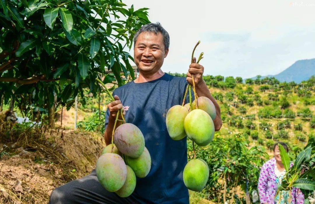 甜蜜你的深秋攀枝花又到了吃这些水果的季节