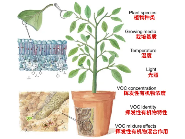 植物去除挥发性有机物