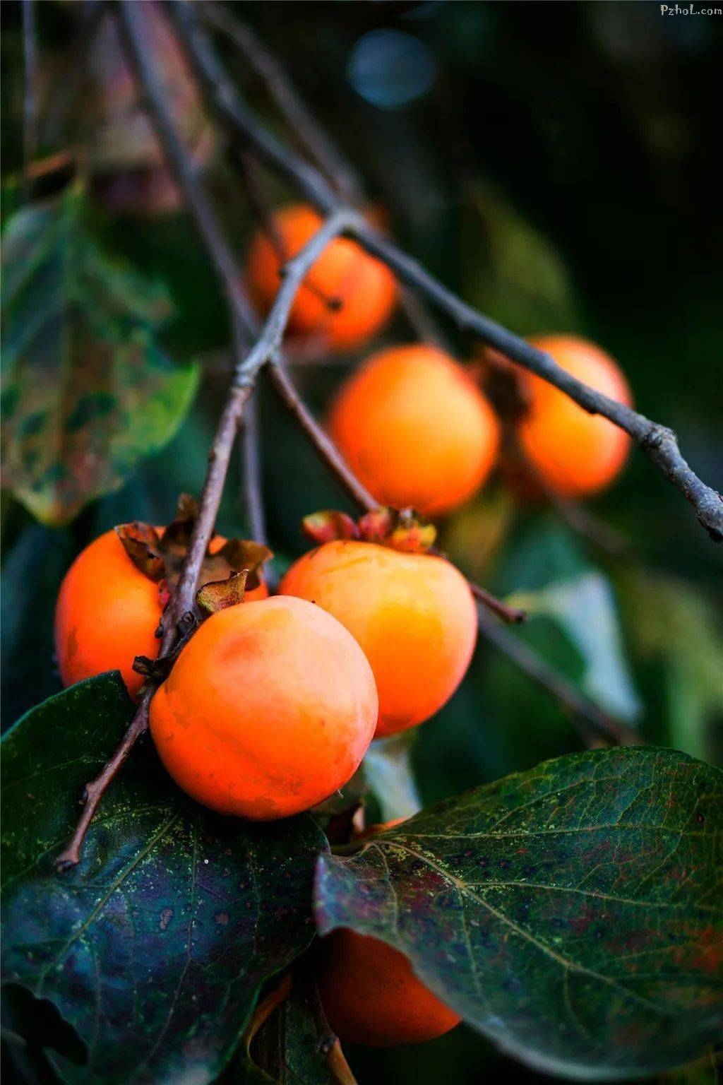 超美!喜欢摄影的小伙伴们,这里的柿子熟了~ 约吗?