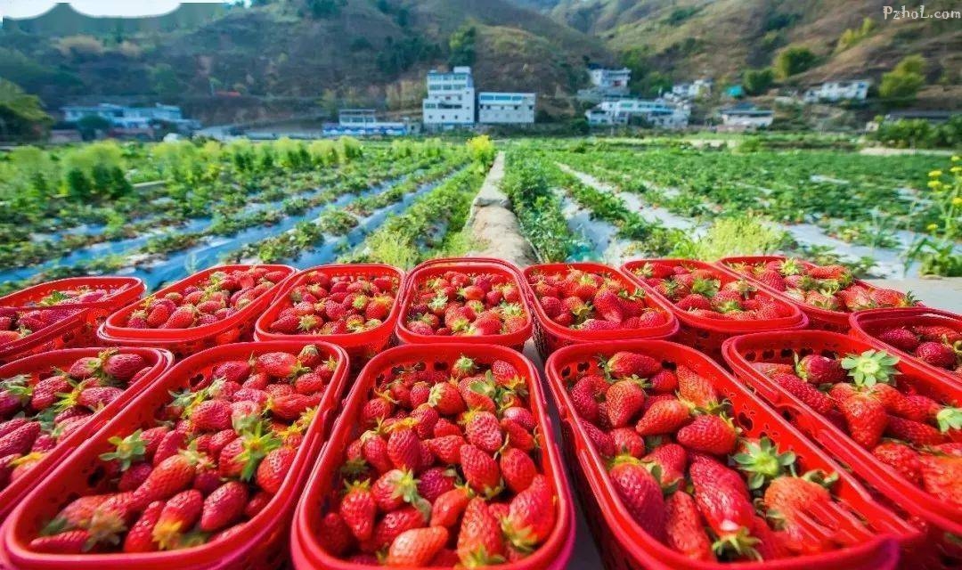 冬日限定甜蜜来袭攀枝花水果采摘地图来啦