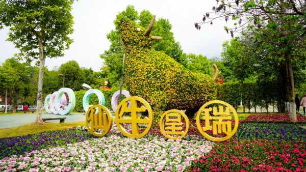 米易易园:赏花正当时