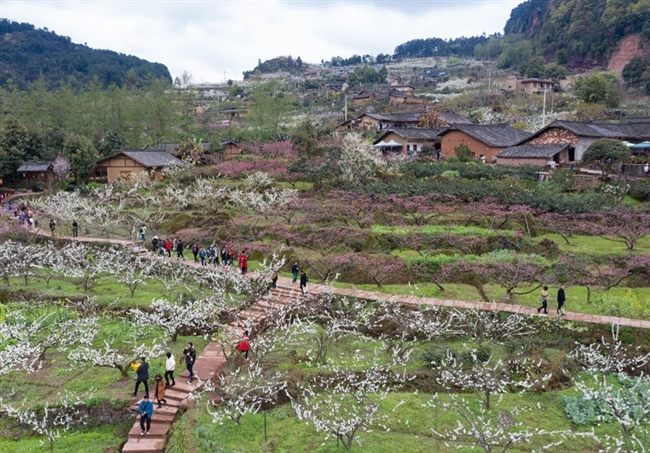 四川丹棱:春到幸福古村