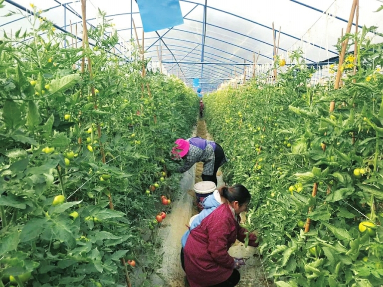 发展家庭农场助力乡村振兴